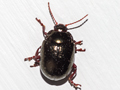 Chrysolina banksii